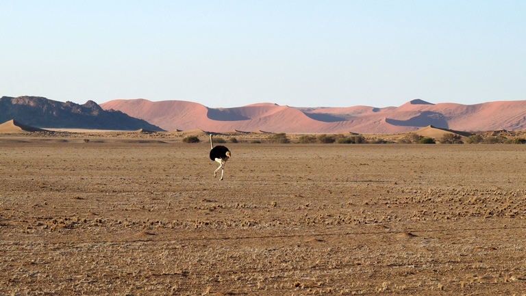 Strauß in der Namib